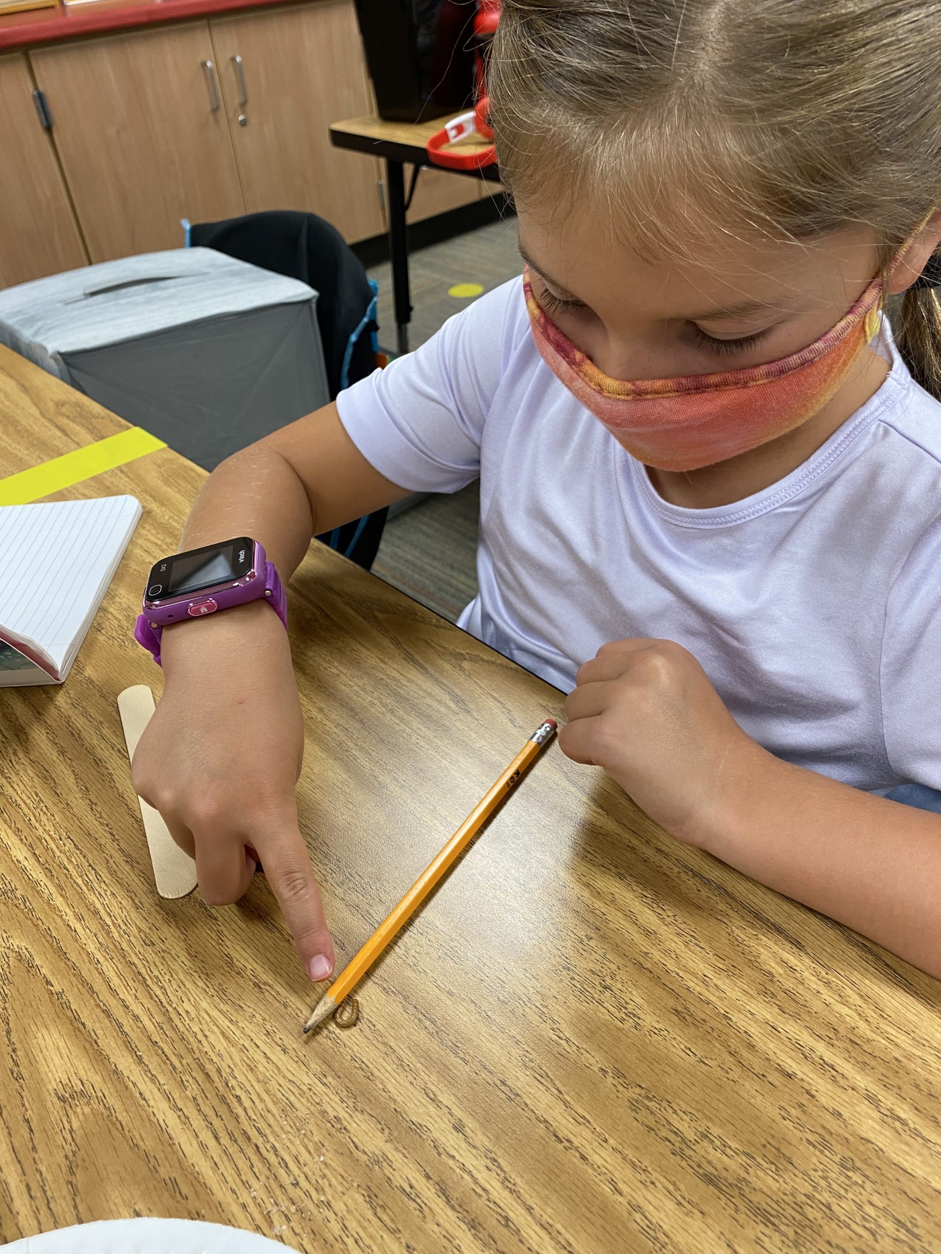 Photo of student studying meal worm